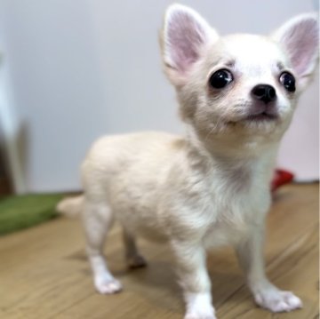 チワワ(ロング)【静岡県・女の子・2025年5月16日・クリーム&ホワイト】の写真「❤️垂れ目が可愛い女の子❤️」