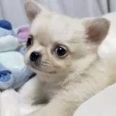 チワワ(ロング)【静岡県・男の子・2024年10月14日・クリーム&ホワイト】の写真1