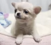 チワワ(ロング)【静岡県・男の子・2024年10月14日・クリーム&ホワイト】の写真2