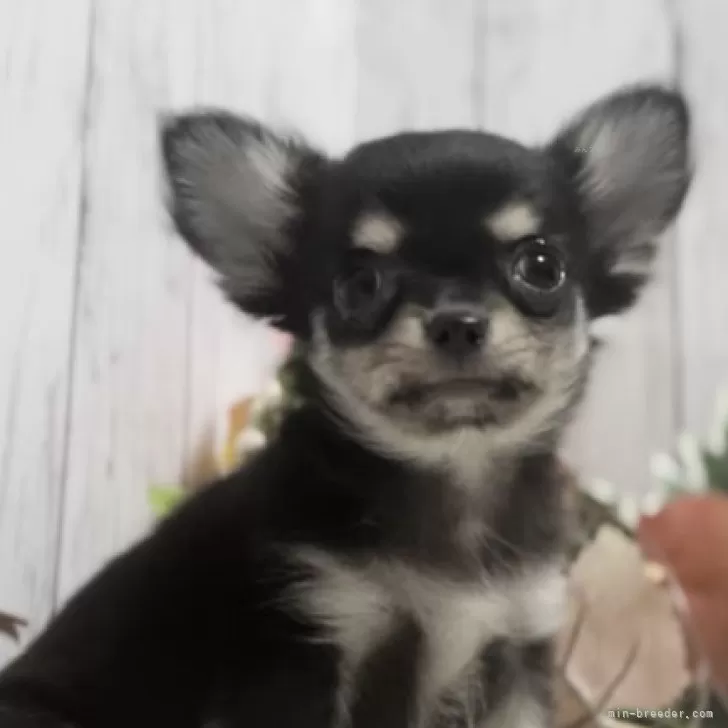 ID：2310-03804の子犬