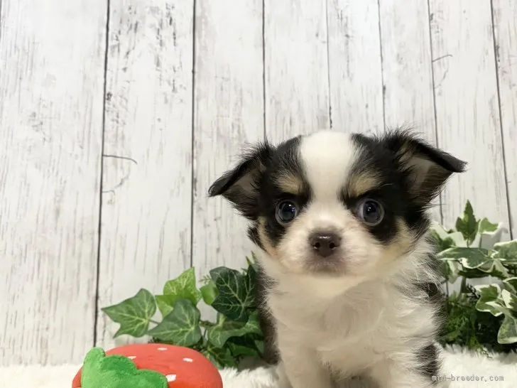 ID:2109-02216の子犬