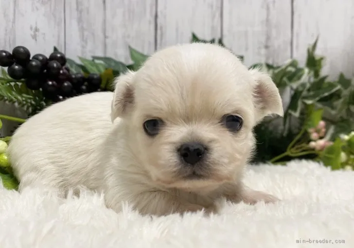 ID:2110-02849の子犬