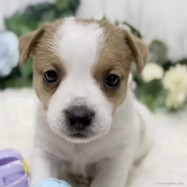 ID:2405-00343の子犬