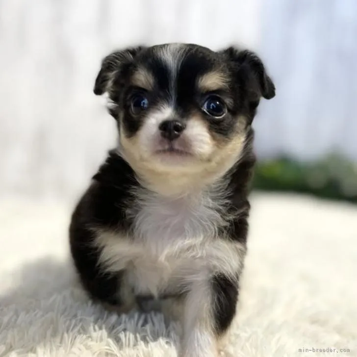 ID:2208-00438の子犬