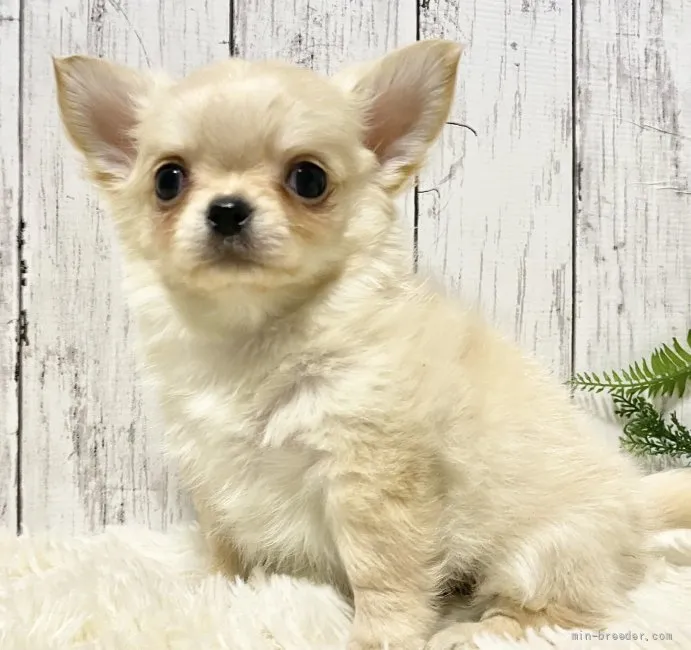 たかず 様のお迎えした子犬