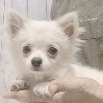 チワワ(ロング)【静岡県・男の子・2023年7月24日・クリーム】の写真「❤️クリクリおめめの可愛い男の子❤️」