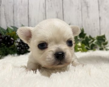 チワワ(ロング)【静岡県・男の子・2021年9月16日・クリーム】の写真「❤️お鼻の詰まった可愛い男の子です❤️」