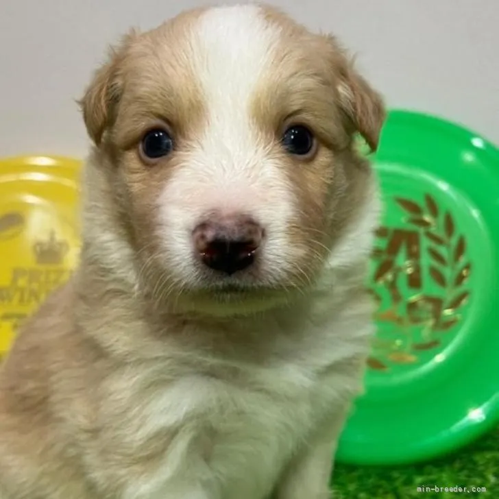 ID:2206-01349の子犬