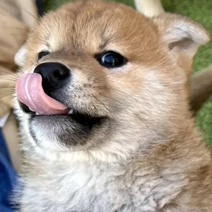 ID:2501-00723の子犬