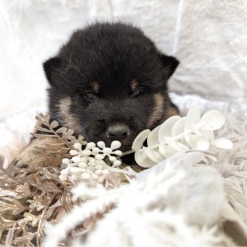 柴犬(標準サイズ)【大分県・男の子・2025年10月1日・黒】の写真「少し〜ビビリだけど立派な日本犬になります。」