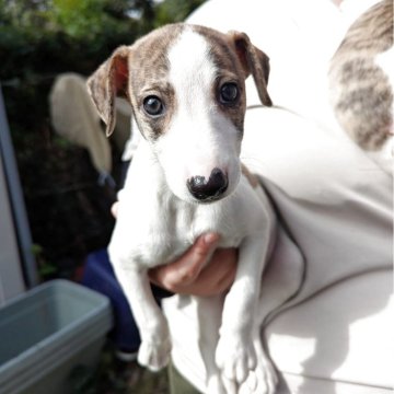 ウィペット【大分県・女の子・2025年9月3日・ホワイト&ブリンドル】の写真「綺麗な柄の女の子」