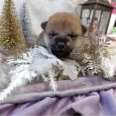 柴犬(標準サイズ)