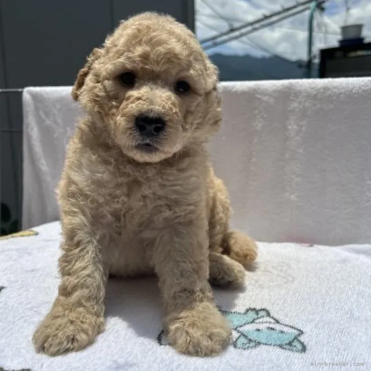 ID：2306-03605の子犬