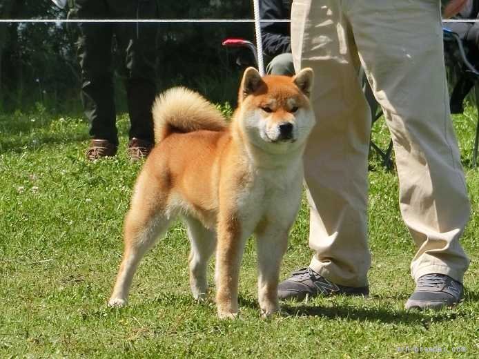 柴犬【・男の子・2019年12月15日・赤】