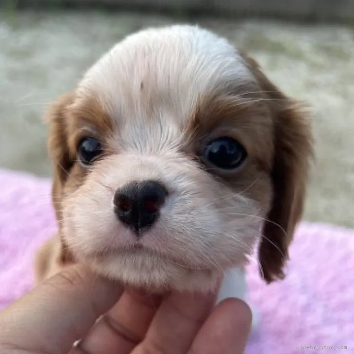 ID：2308-04128の子犬