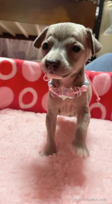 ID：2109-02542の子犬