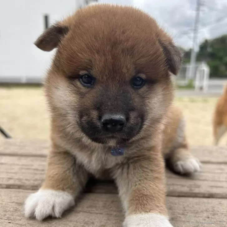 ID:2405-01267の子犬