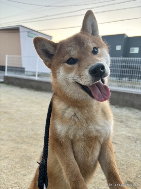 柴犬【・女の子・2024年5月9日・赤】「お散歩の休憩中🐕甘えん坊で触って!!とニコニコ🥰」