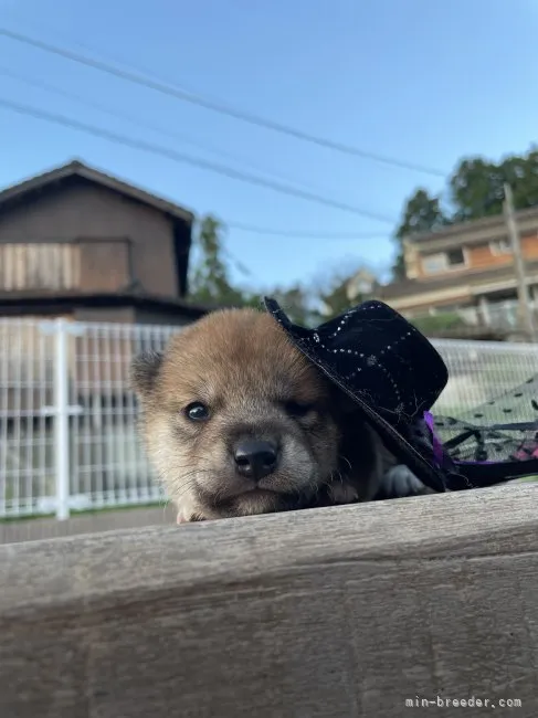 ID:2210-00788の子犬