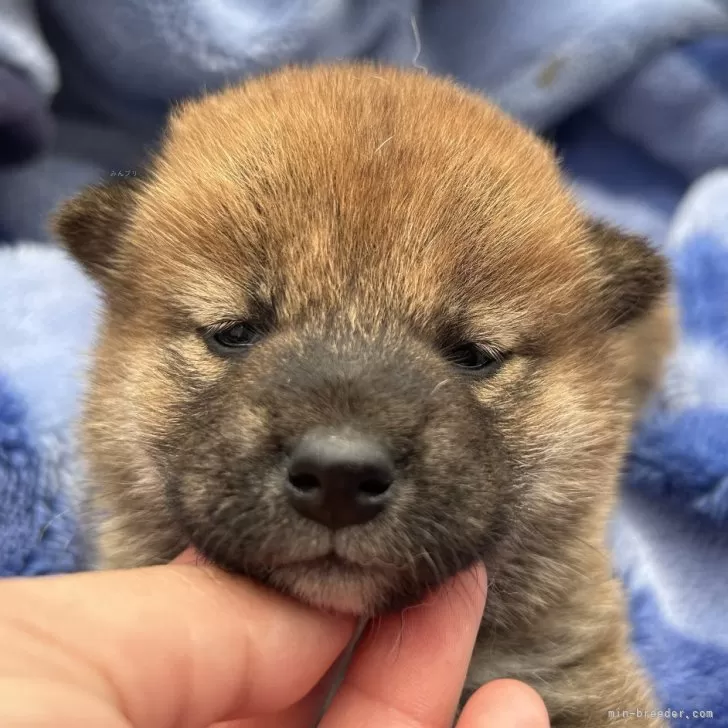 ID：2404-03758の子犬
