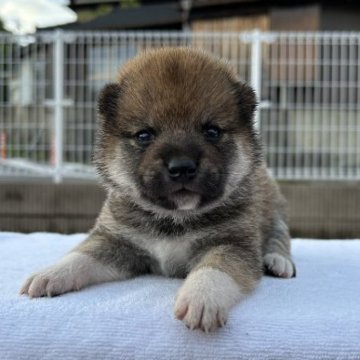 柴犬(標準サイズ)【大分県・男の子・2023年4月15日・赤】の写真「白ソックスが魅力的な男の子⭐️」