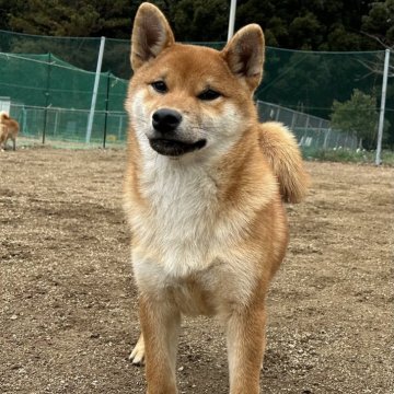 柴犬(標準サイズ)【大分県・男の子・2023年9月1日・赤】の写真「愛嬌抜群！性格の良い男の子✨」