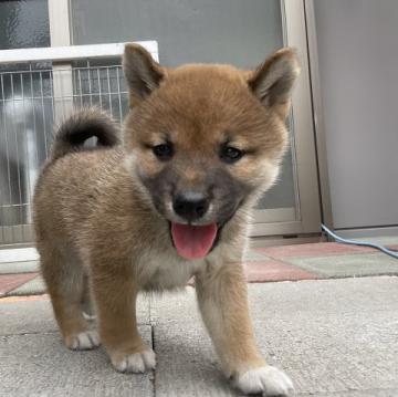 柴犬(標準サイズ)【大分県・女の子・2022年7月4日・赤】の写真「ムッッチリボディの熊さん🐻
写真更新しました✨」