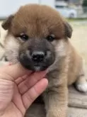 柴犬(標準サイズ)【大分県・男の子・2024年3月31日・赤】の写真2