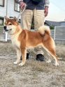 柴犬【・男の子・2019年12月15日・赤】「2023年は全国展へ👏」