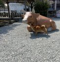 柴犬【・女の子・2020年9月4日・赤】「2021.展覧会in熊本に出陣した帰りに寄った阿蘇神社」
