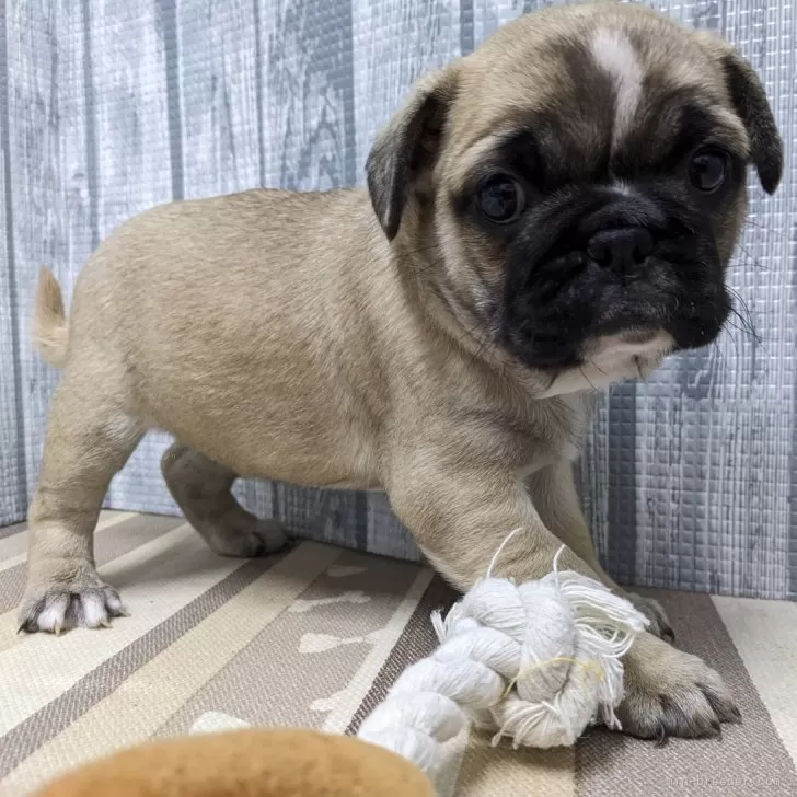 ID:2501-05447の子犬