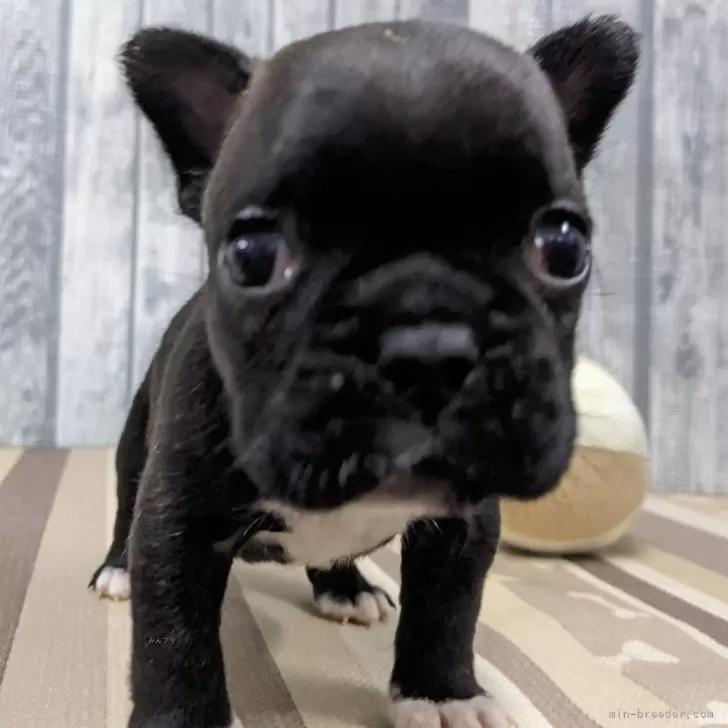 ID：2411-04868の子犬
