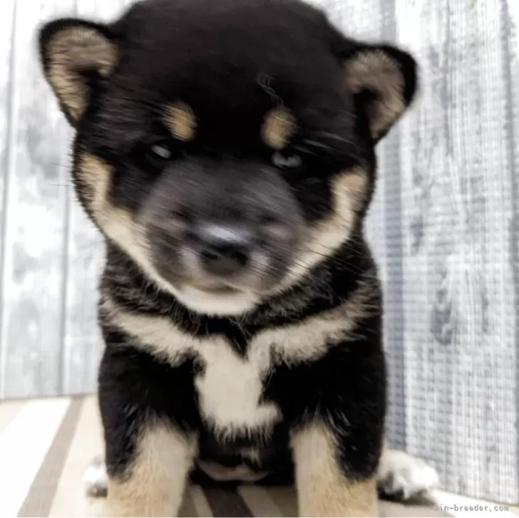 ID:2505-05959の子犬