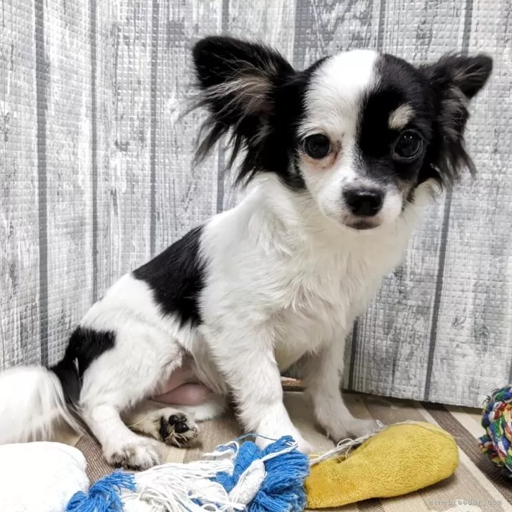ID:2503-08035の子犬