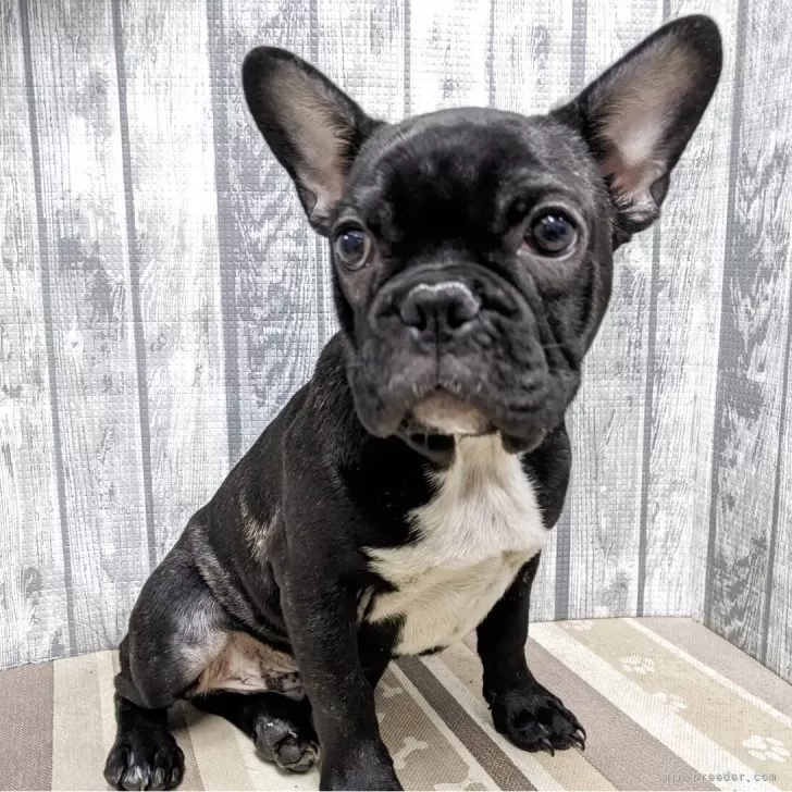 ユユ 様のお迎えした子犬