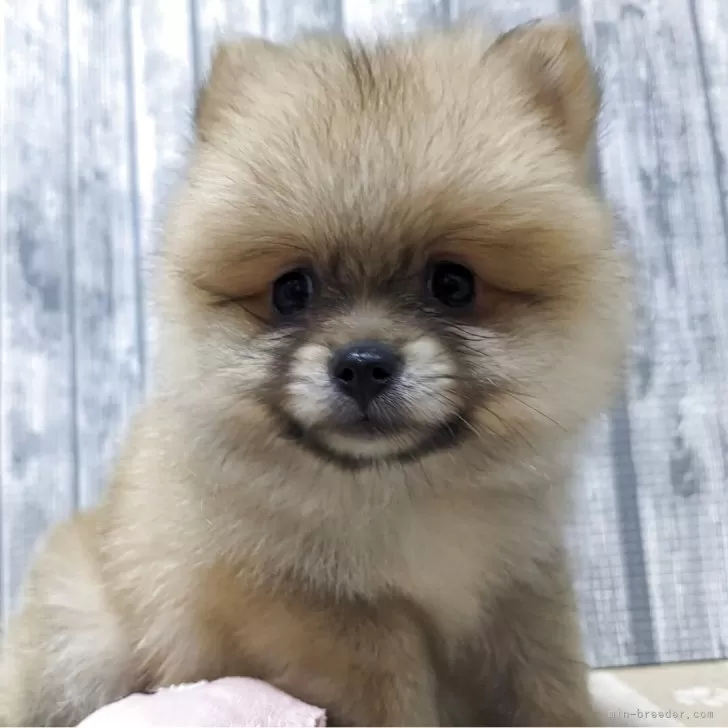 ID：2505-06113の子犬