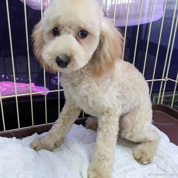 ID：2411-00047の子犬