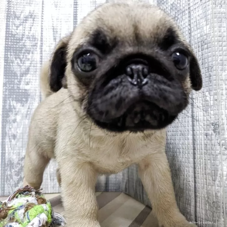 ID：2505-06185の子犬