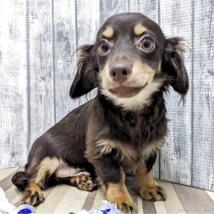 チワックス(チワワ×ダックスフンド)【埼玉県・男の子・2025年6月15日・チョコタン】の写真1「11/26にて体重は2.86kgになります」