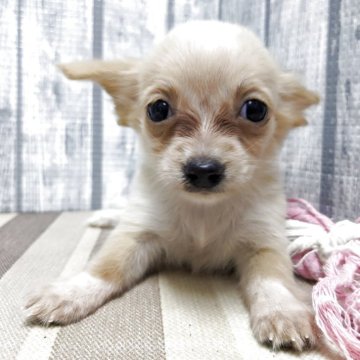 チワックス(チワワ×ダックスフンド)【埼玉県・女の子・2025年5月30日・クリーム】の写真「可愛い女の子です」