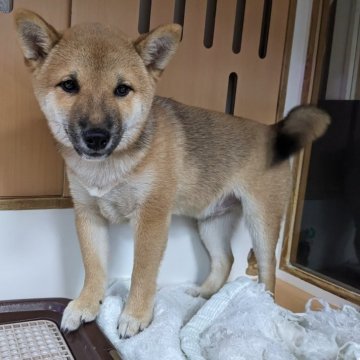 柴犬(豆柴)【埼玉県・男の子・2024年10月11日・赤】の写真「控えめな男の子です」