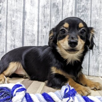 チワックス(チワワ×ダックスフンド)【埼玉県・女の子・2025年6月15日・ブラックタン】の写真「可愛い女の子です」