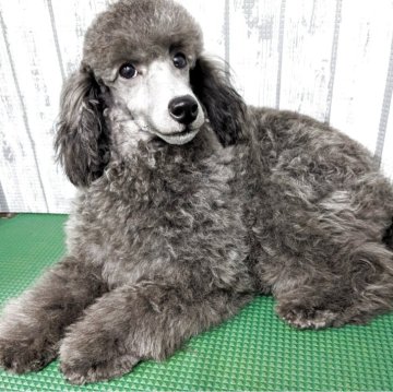 トイプードル(トイ)【埼玉県・女の子・2025年2月26日・シルバー】の写真「人懐こい女の子になります」