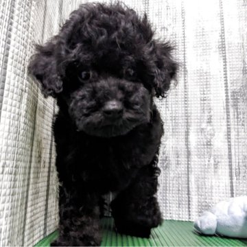 トイプードル(トイ)【埼玉県・女の子・2025年6月15日・ブラック】の写真「小さめな可愛い女の子になります」