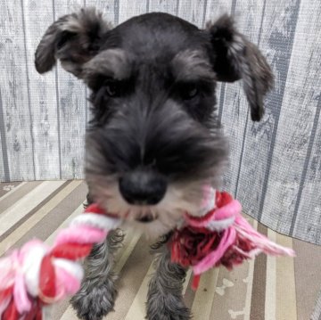 ミニチュアシュナウザー【埼玉県・男の子・2025年7月20日・ソルト&ペッパー】の写真「人懐こい男の子です」