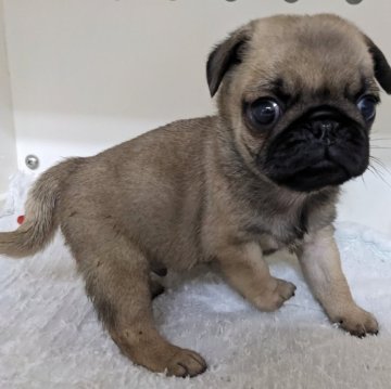 パグ【埼玉県・男の子・2024年9月26日・フォーン】の写真「元気な男の子です」