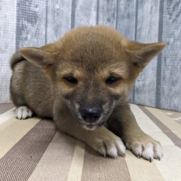 柴犬(豆柴)【埼玉県・女の子・2024年10月11日・赤】の写真「優しい性格の可愛い女の子です」