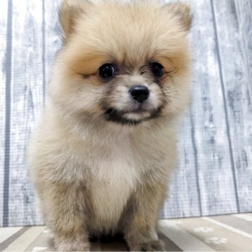 ポメラニアン【埼玉県・女の子・2025年4月23日・オレンジ】の写真「可愛い女の子です」