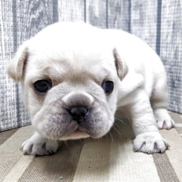 フレンチブルドッグ【埼玉県・男の子・2025年11月15日・クリーム】の写真「可愛い男の子です」