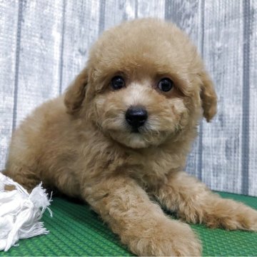 トイプードル(トイ)【埼玉県・男の子・2025年7月15日・オレンジフォーン】の写真「フワモコな可愛い男の子です」